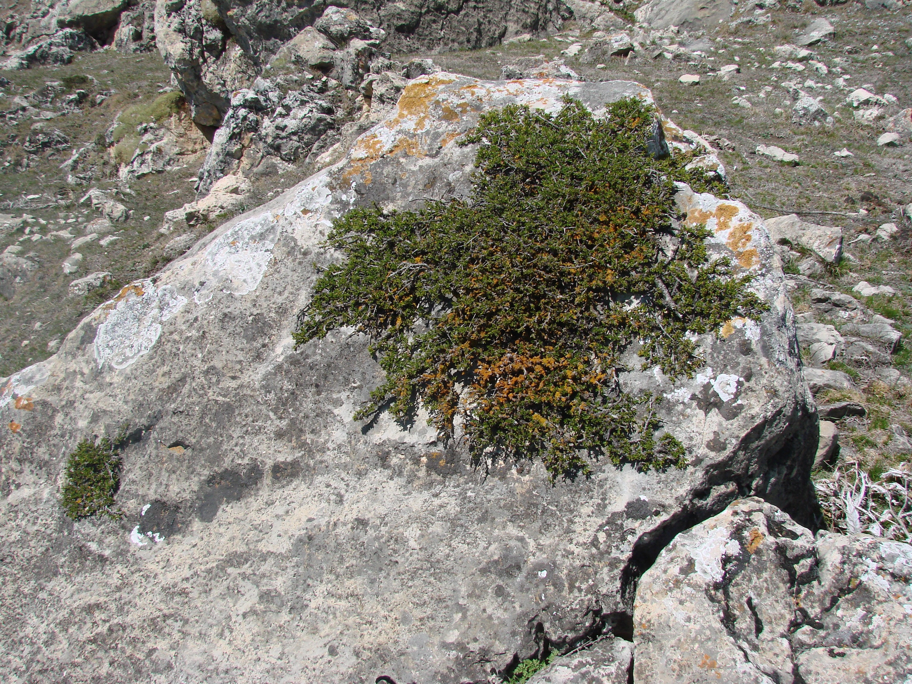 green bush on white rock