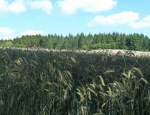 green wheat field thumbnail