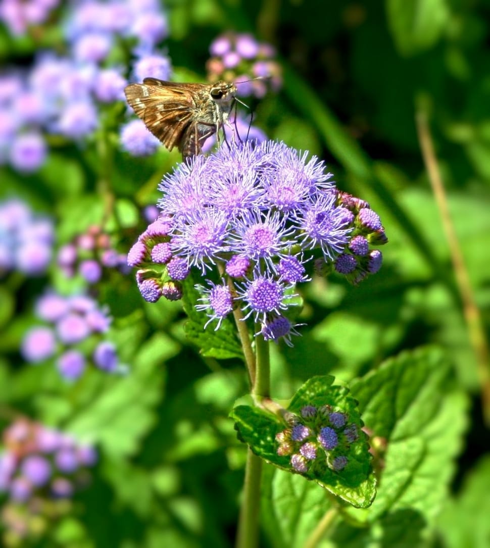 brown butterfly on purple petal flower preview