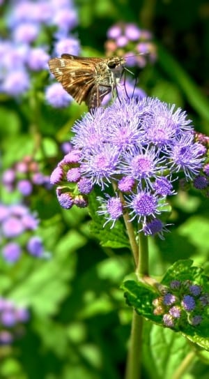 brown butterfly on purple petal flower thumbnail