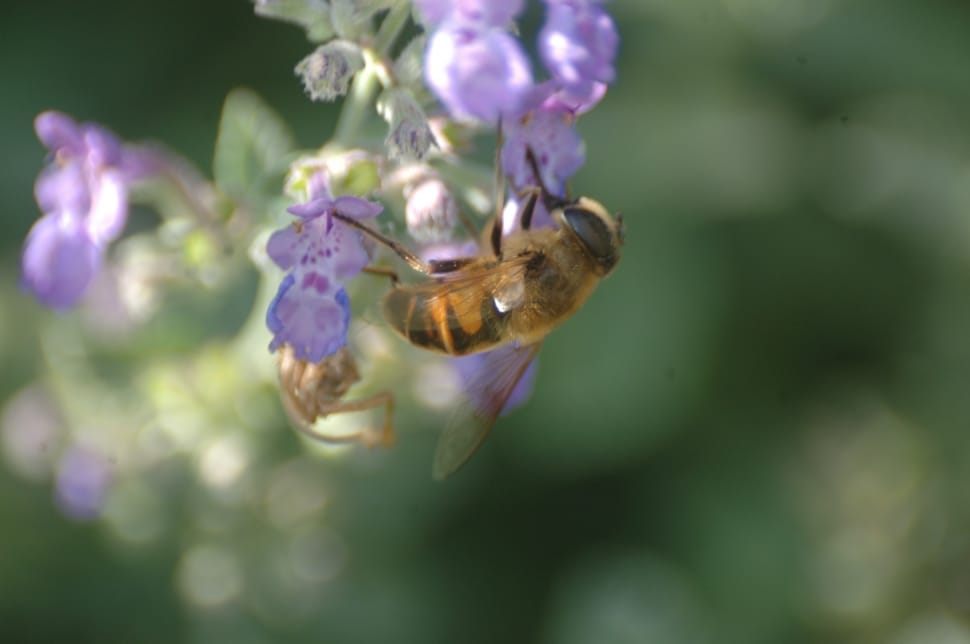 close up focus photo of a hover fly on purple petaled flowers preview