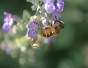 close up focus photo of a hover fly on purple petaled flowers thumbnail