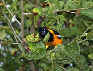 black orange and white feathered bird thumbnail