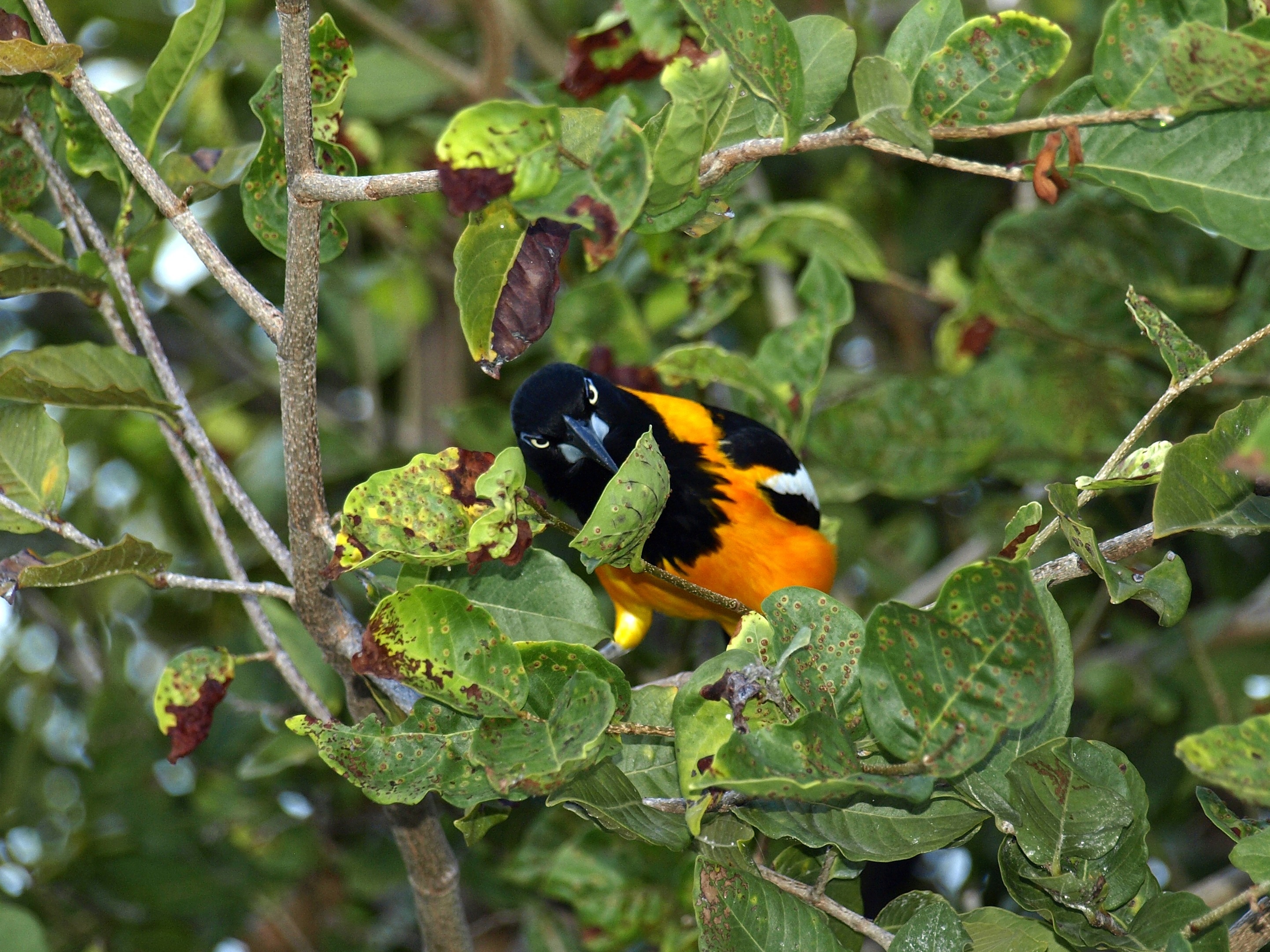 black orange and white feathered bird