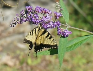 tiger swallowtail butterfly thumbnail