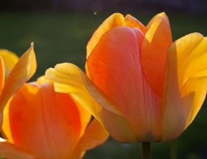 yellow pink tulips thumbnail