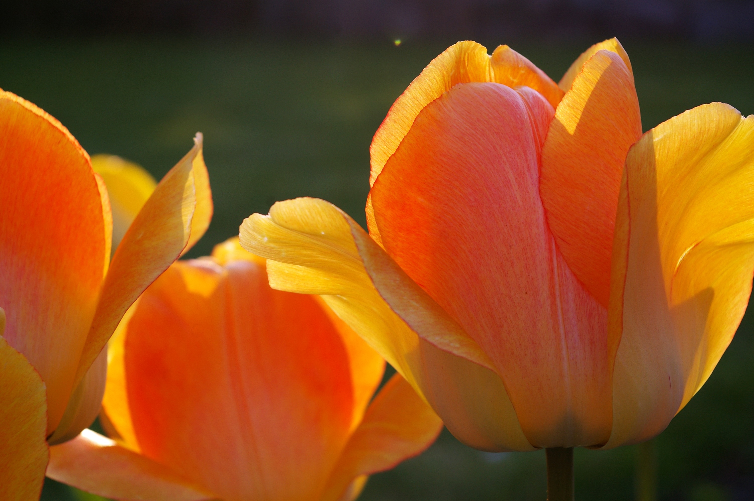 yellow pink tulips
