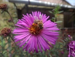 brown honeybee thumbnail