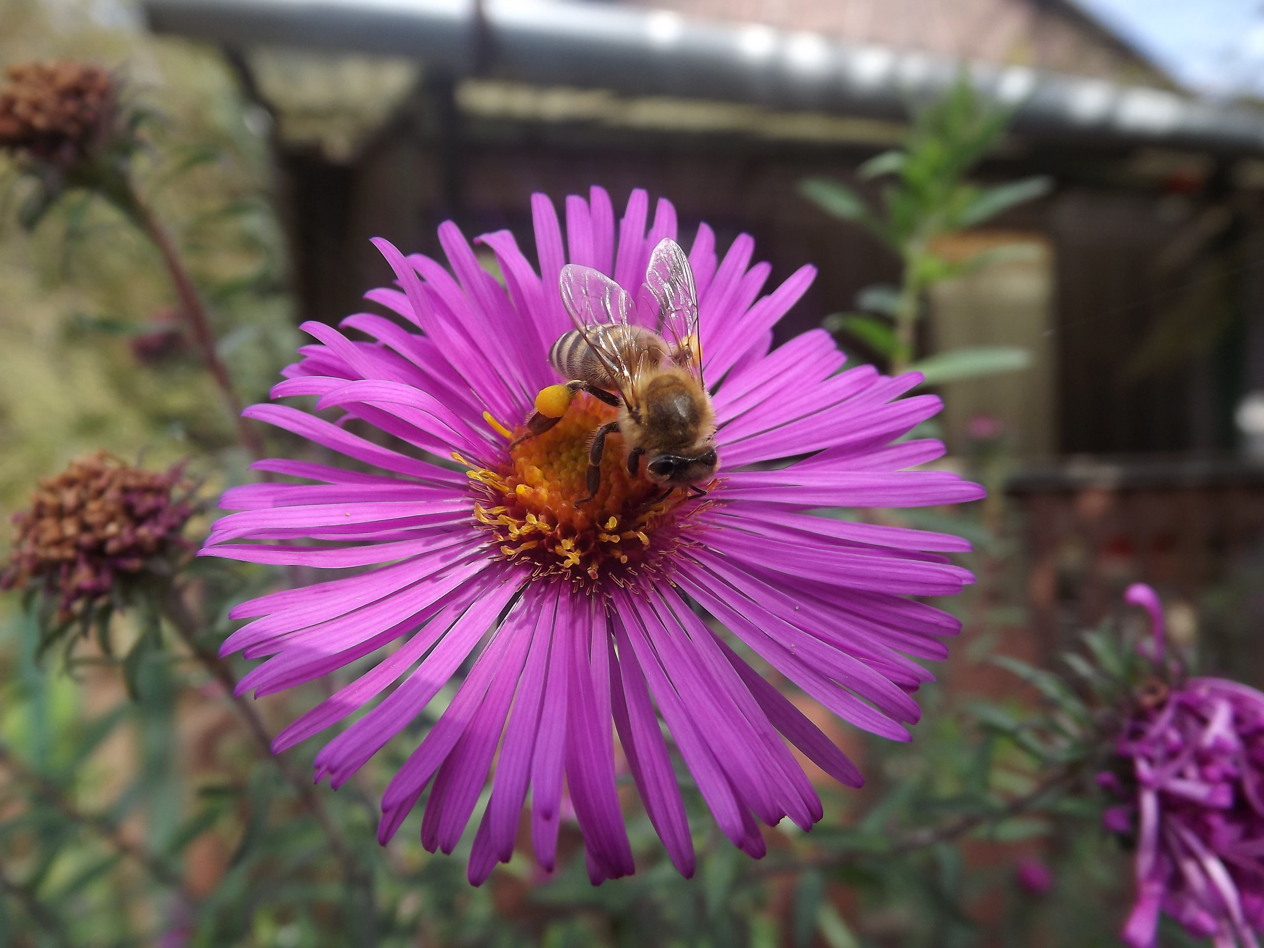 brown honeybee