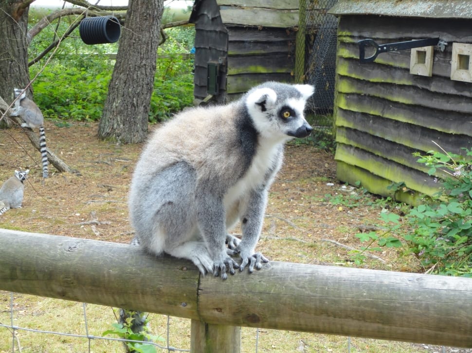 grey and black ring tailed lemur preview