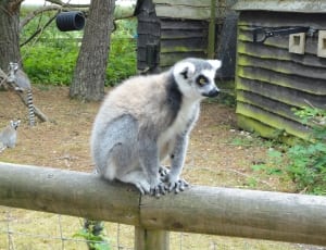 grey and black ring tailed lemur thumbnail