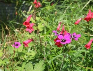 purple and red petaled flowers thumbnail