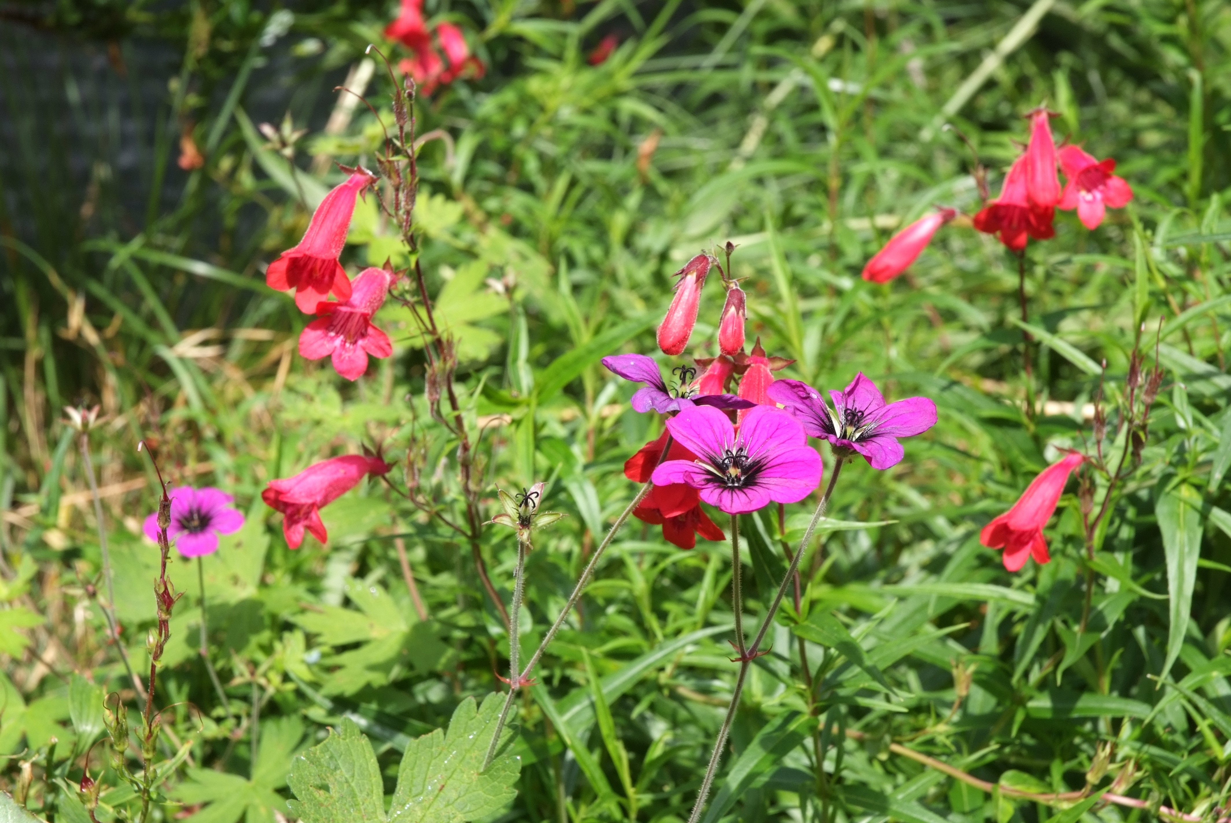 purple and red petaled flowers