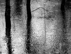 grayscale photo of body of water and trees thumbnail