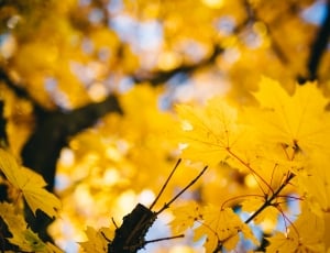shallow focus photography brown leaves tree thumbnail