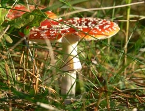 orange and white mushroom thumbnail