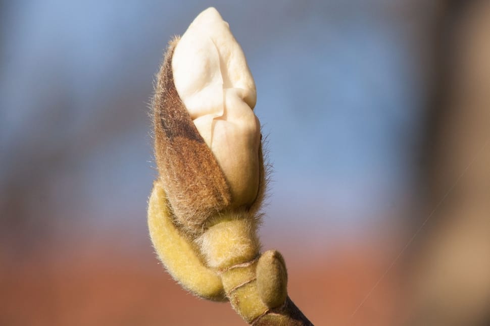 white Magnolia flower bud closeup photography preview