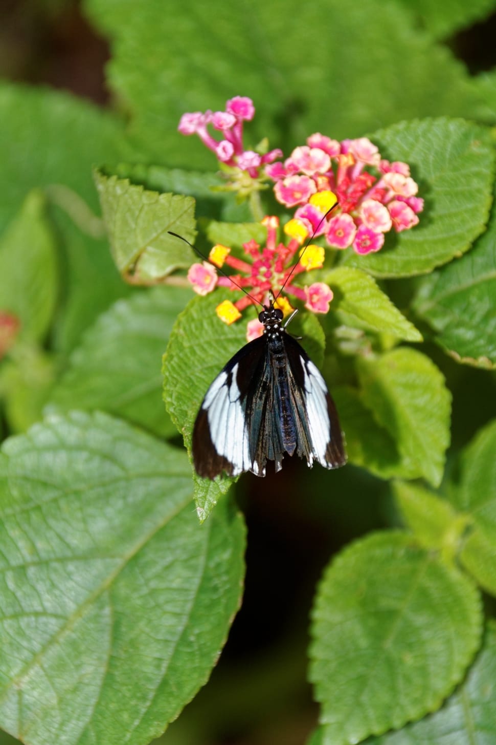 white admiral butterfly preview
