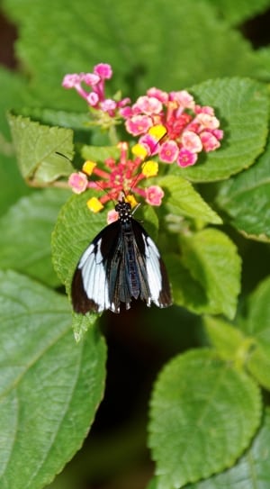 white admiral butterfly thumbnail