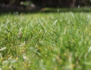 green lawn grass thumbnail