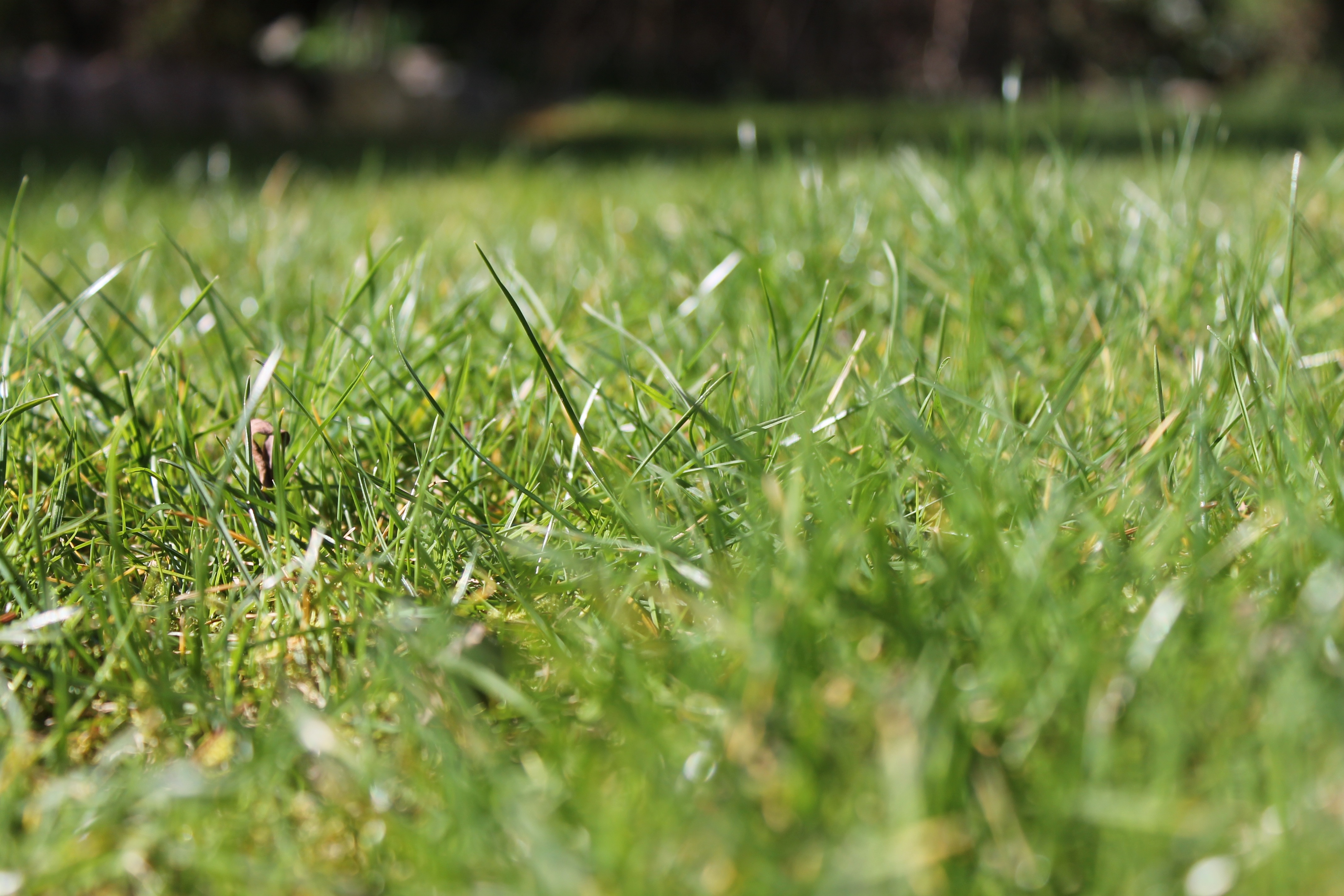 green lawn grass