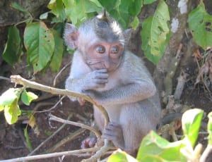 gray primate thumbnail