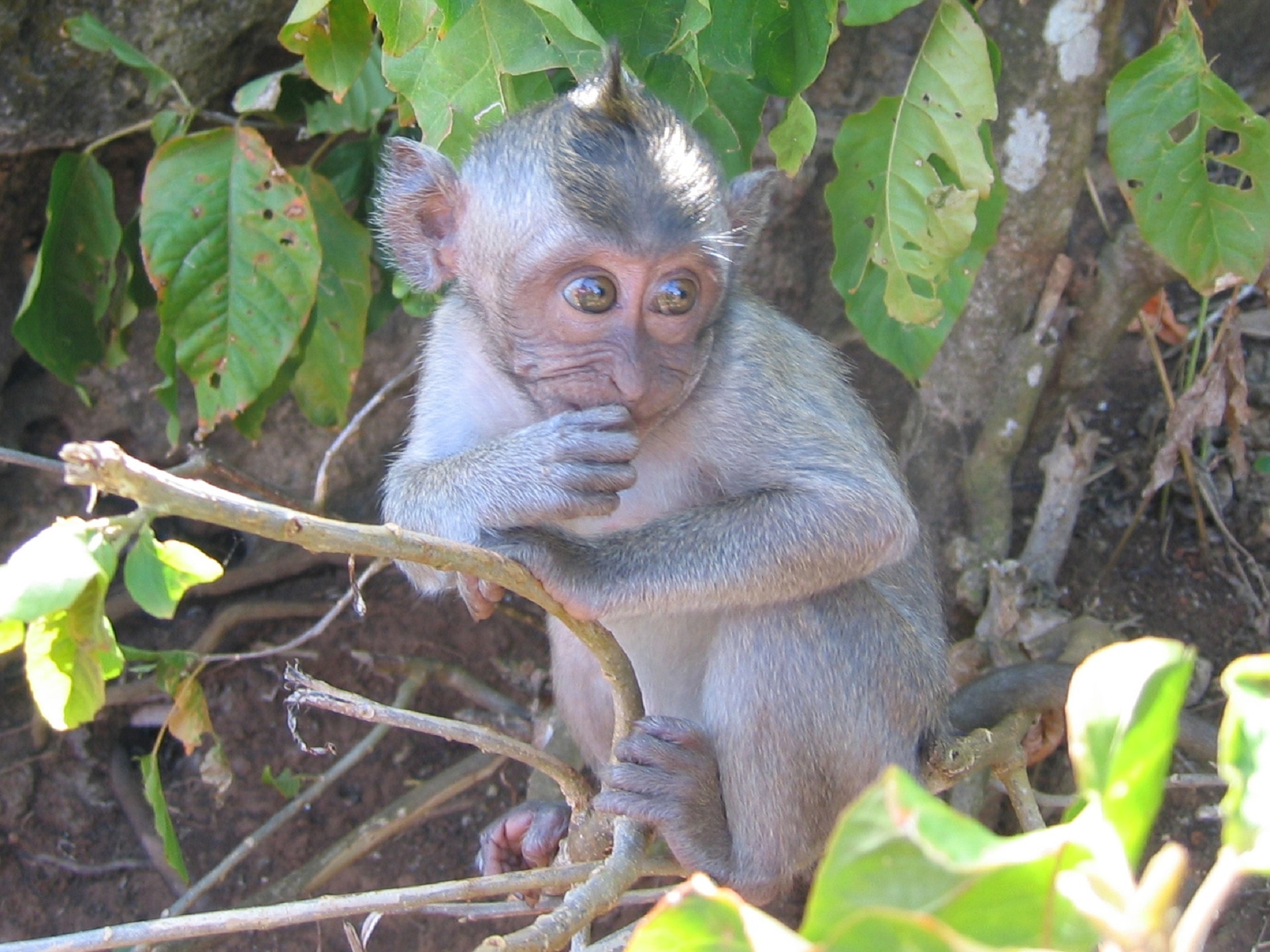 gray primate