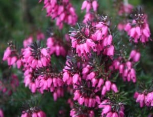 pink petaled flowers during day time thumbnail