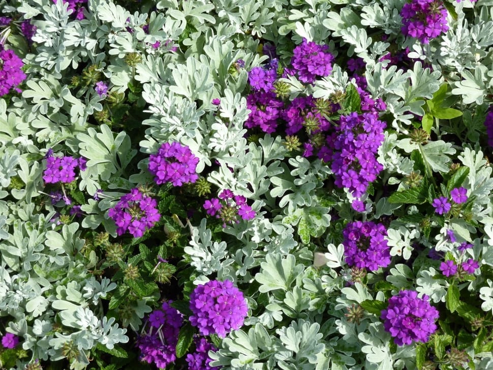 purple geranium flowers preview