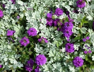 purple geranium flowers thumbnail