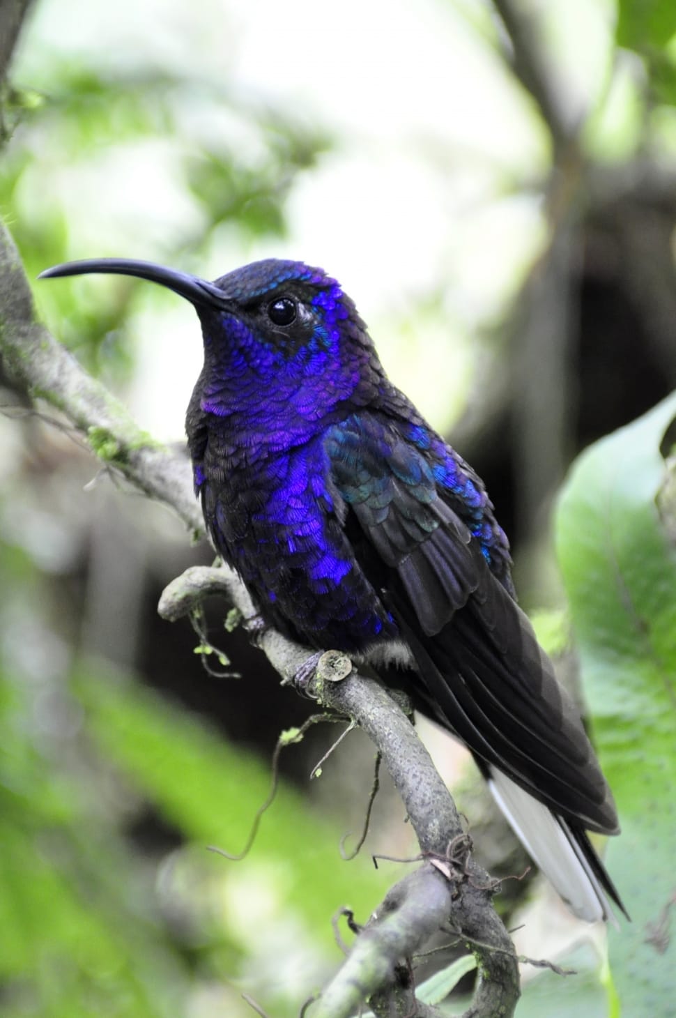 blue black and purple humming bird preview