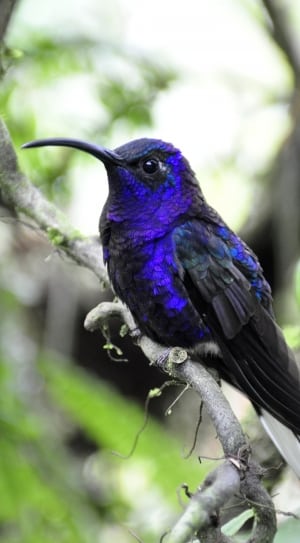 blue black and purple humming bird thumbnail