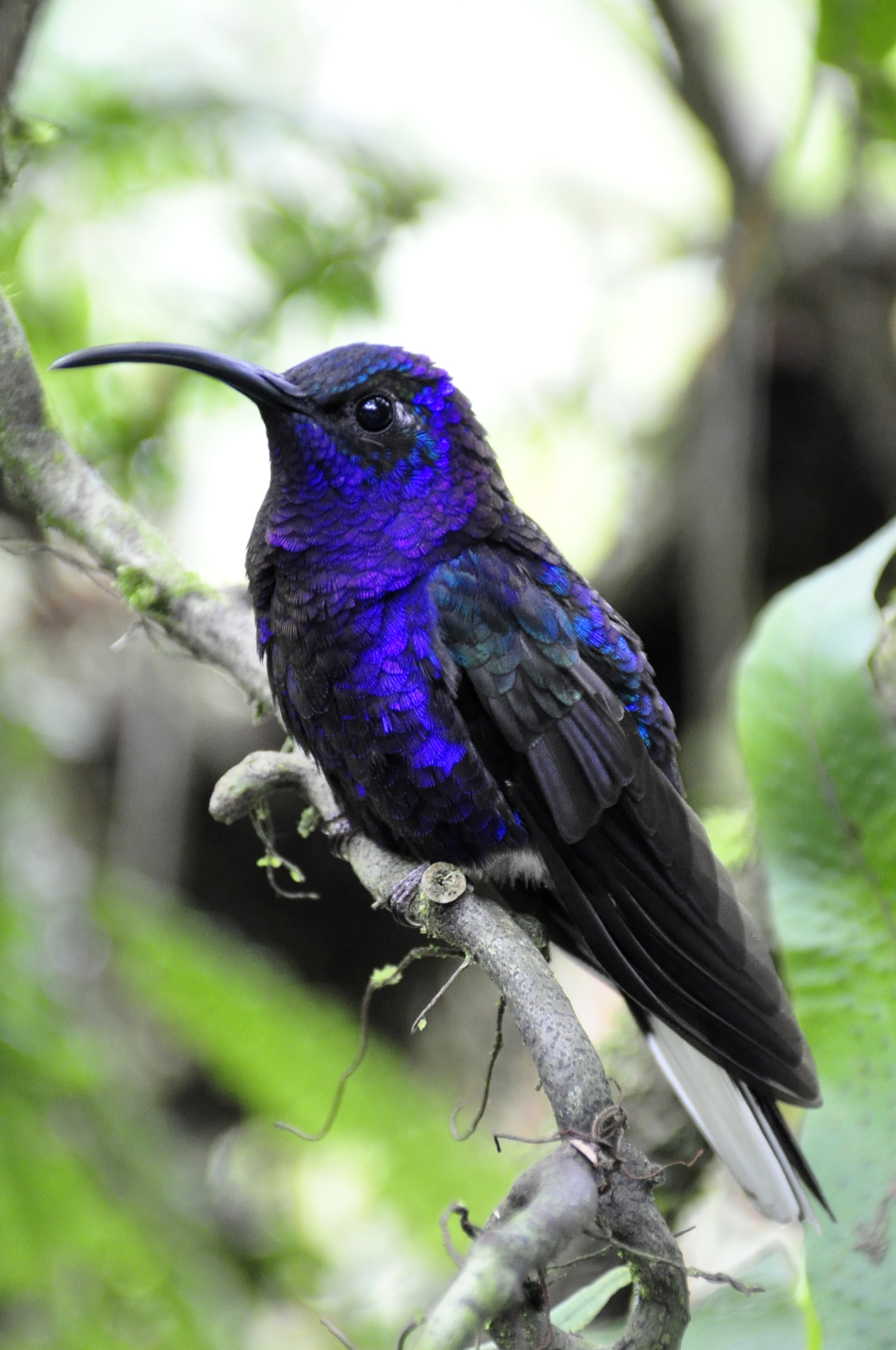blue black and purple humming bird
