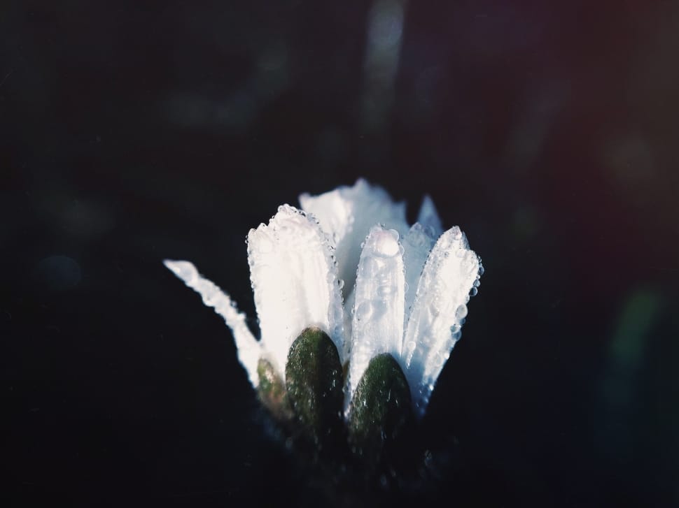 white unbosom flower preview