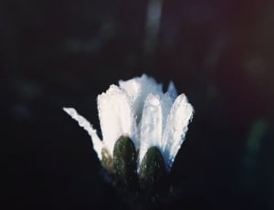 white unbosom flower thumbnail