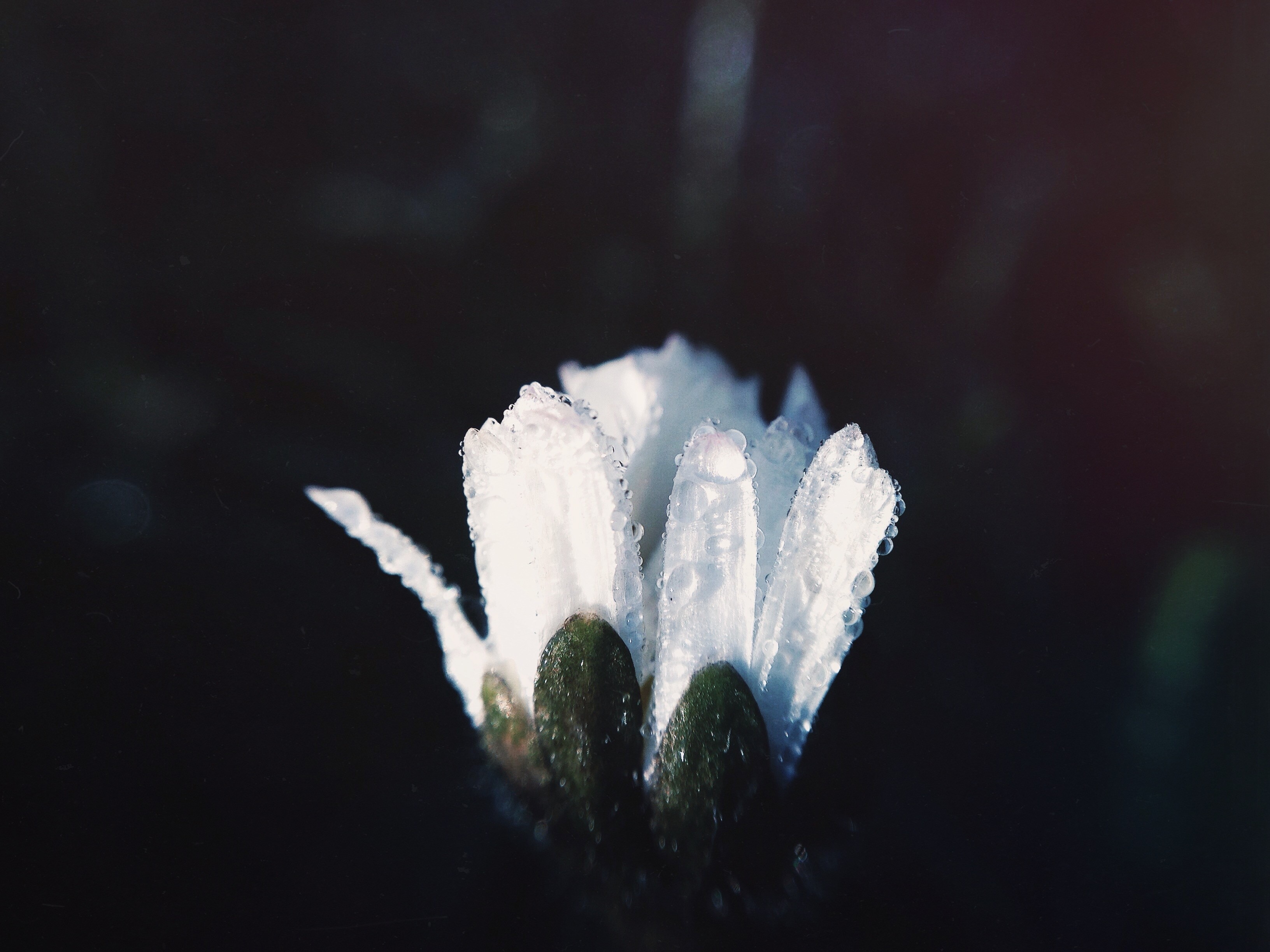 white unbosom flower