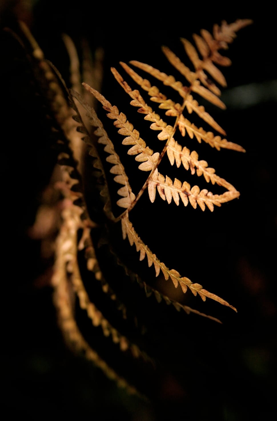 brown bipinnate leaf preview