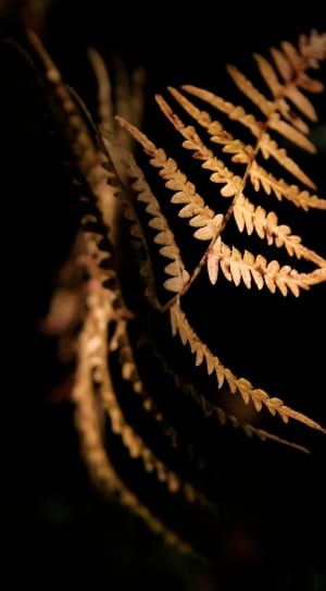 brown bipinnate leaf thumbnail