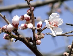 cherry blossom thumbnail
