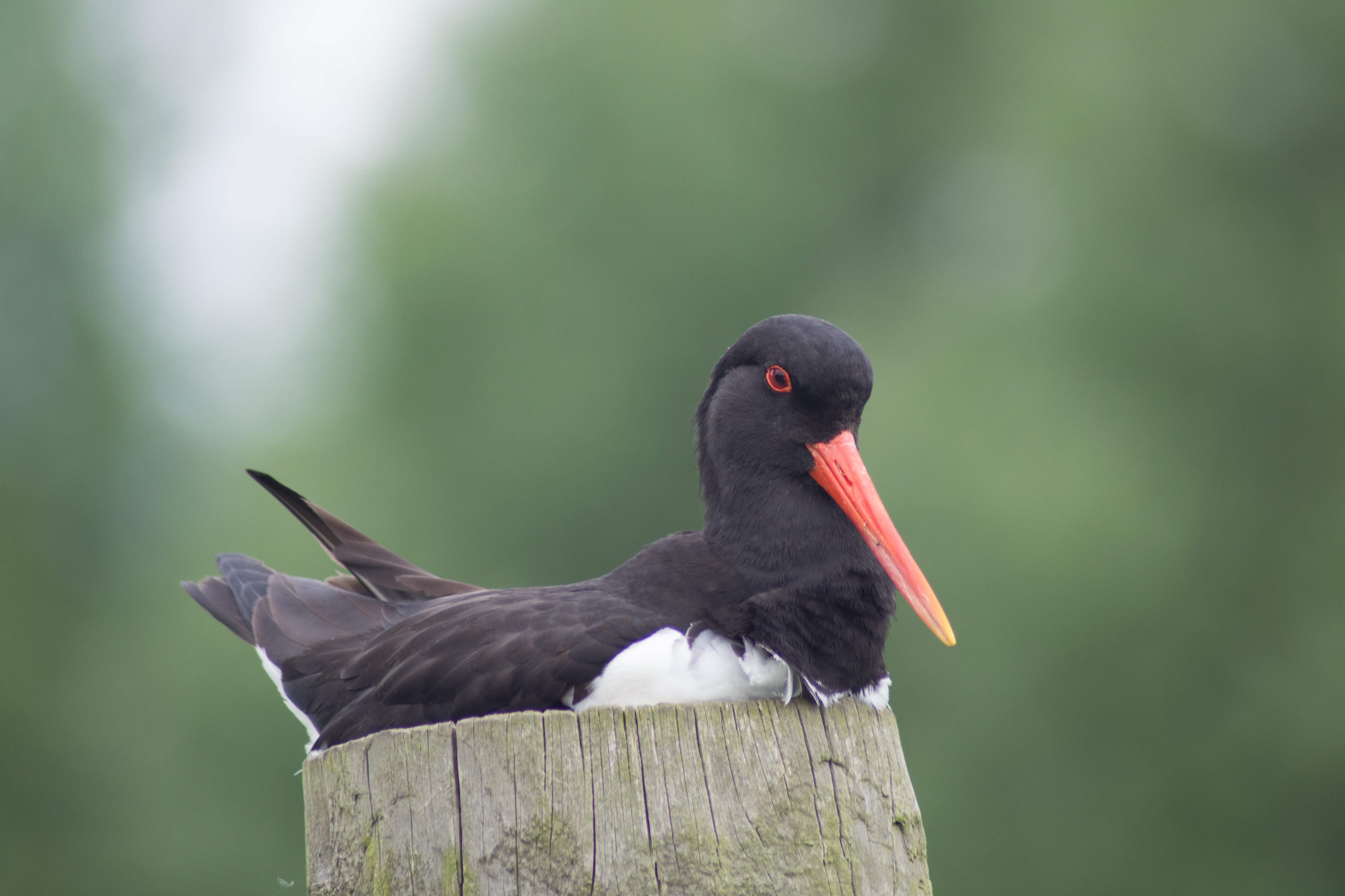 black with red long beak bird