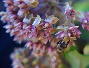 pink and yellow butterfly weed thumbnail