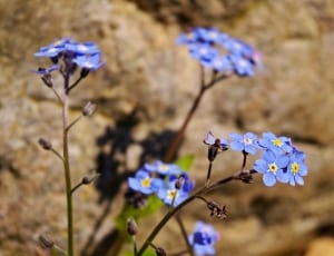blue petal flower thumbnail