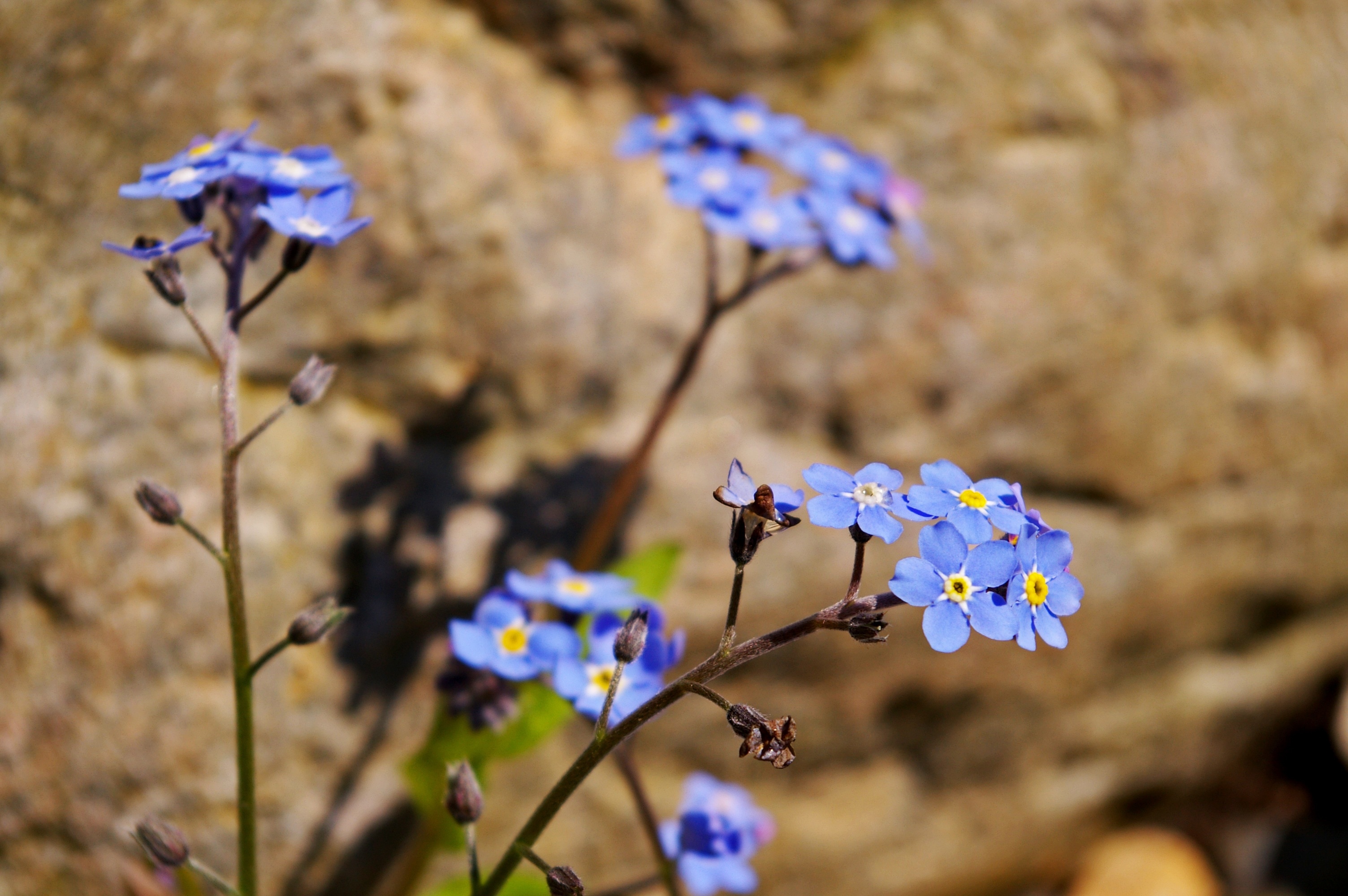 blue petal flower