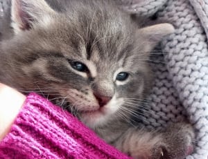 gray kitten thumbnail