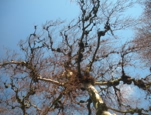 brown withered tree thumbnail