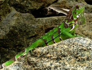 green and white iguana thumbnail