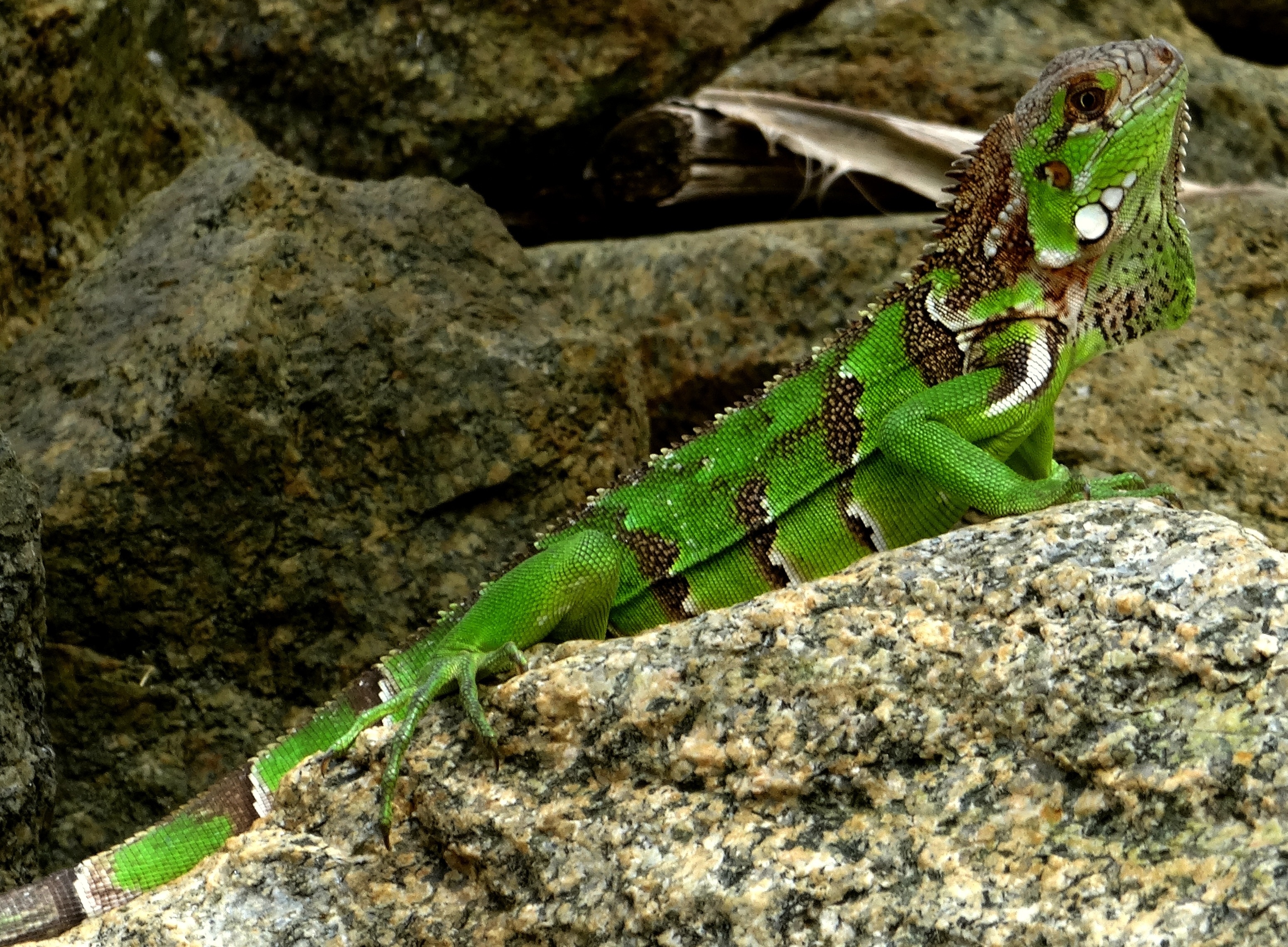 green and white iguana