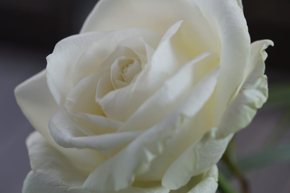 close-up photo of white rose preview