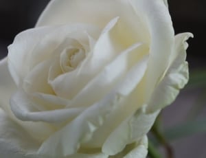 close-up photo of white rose thumbnail