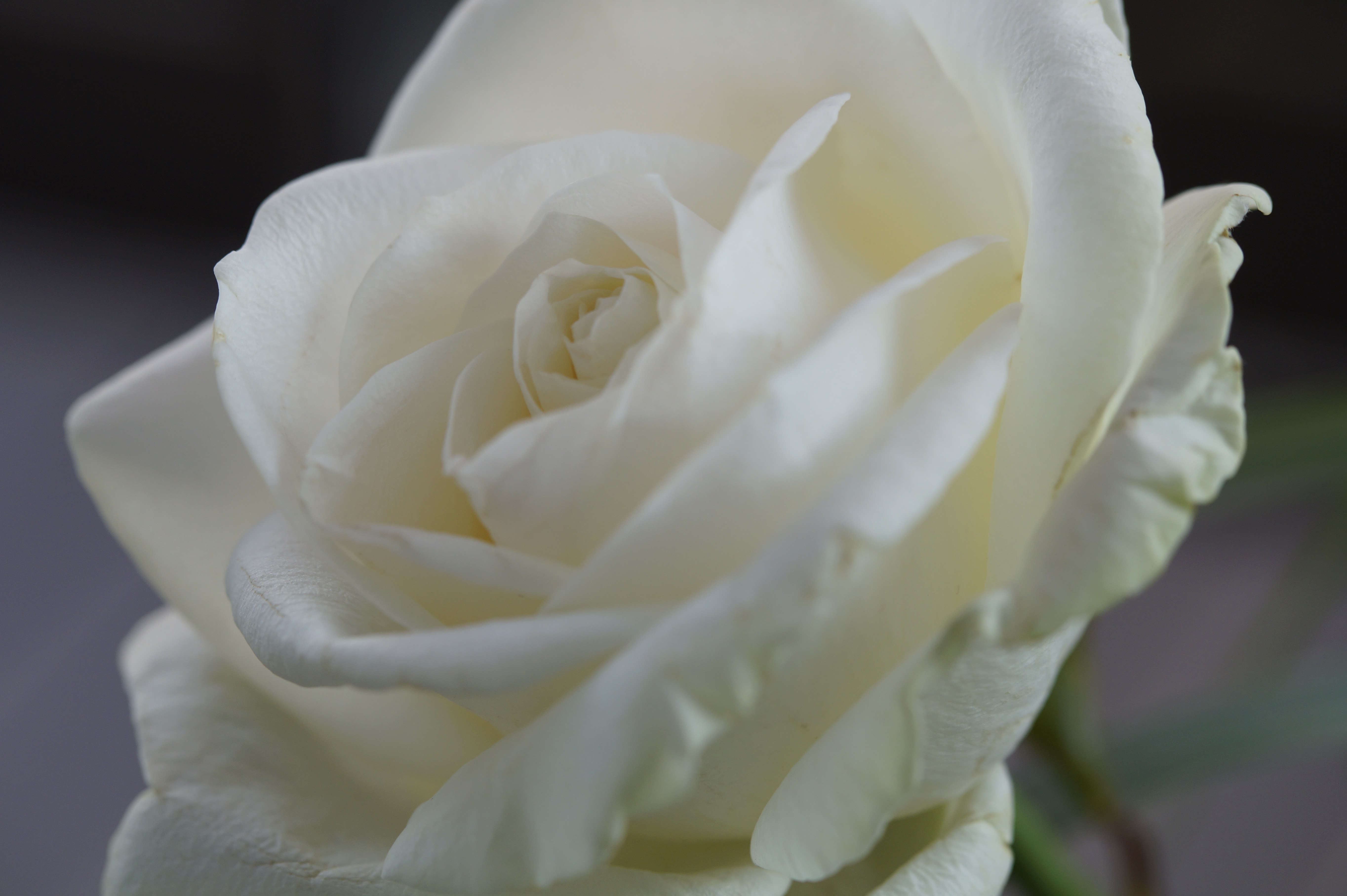 close-up photo of white rose